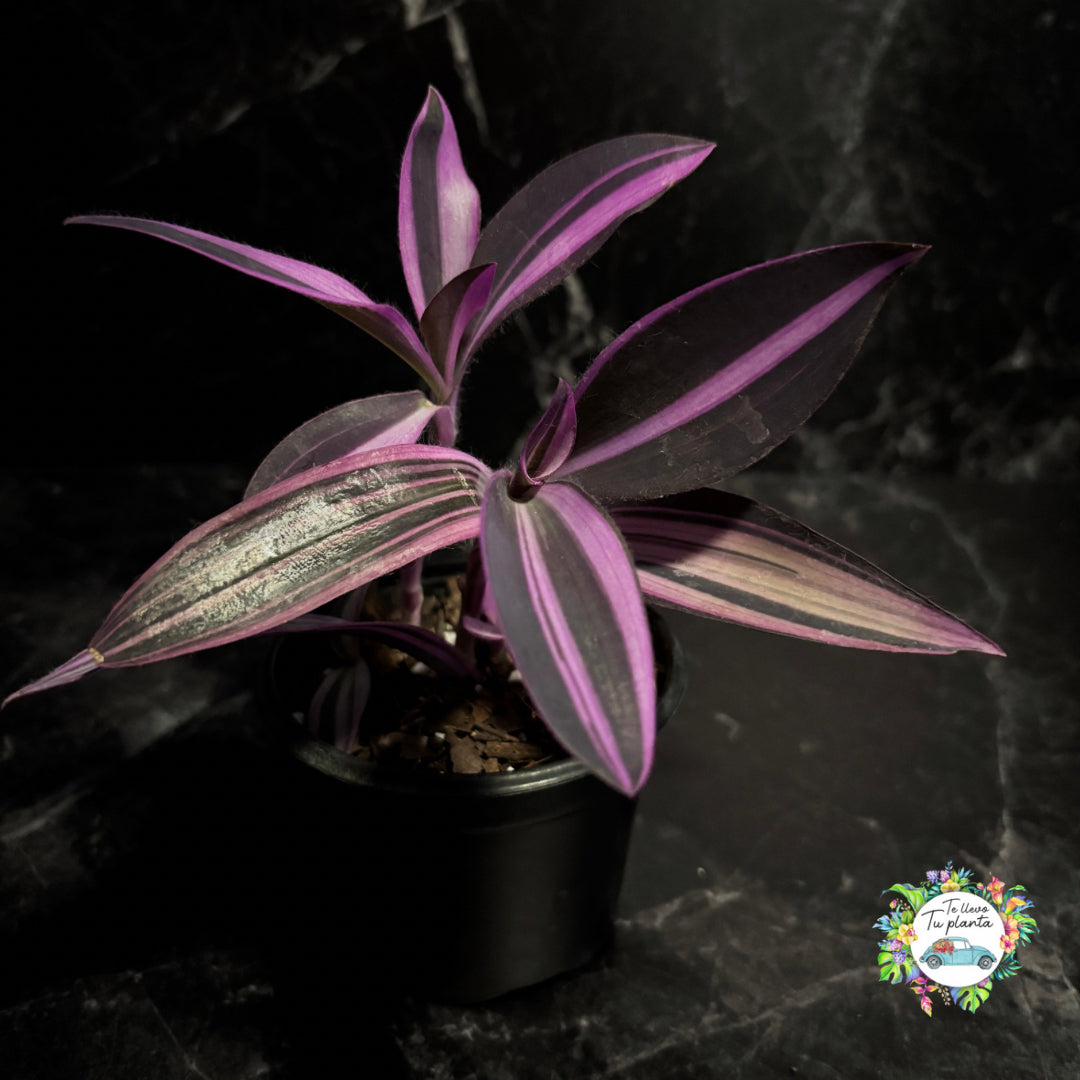 Tradescantia Pallida Variegada “4
