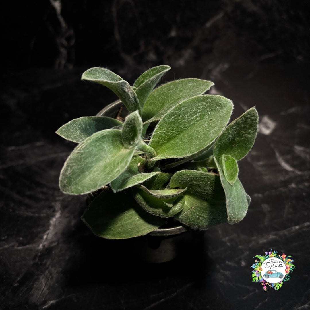 Tradescantia Sillamontana “4