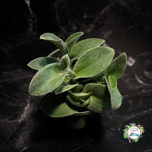 Tradescantia Sillamontana “4