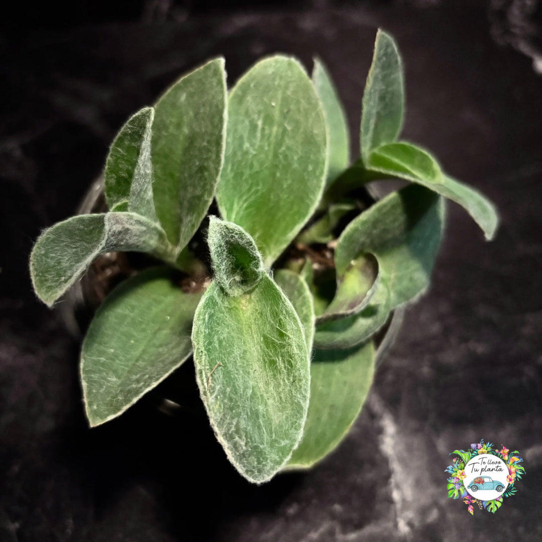 Tradescantia Sillamontana “4
