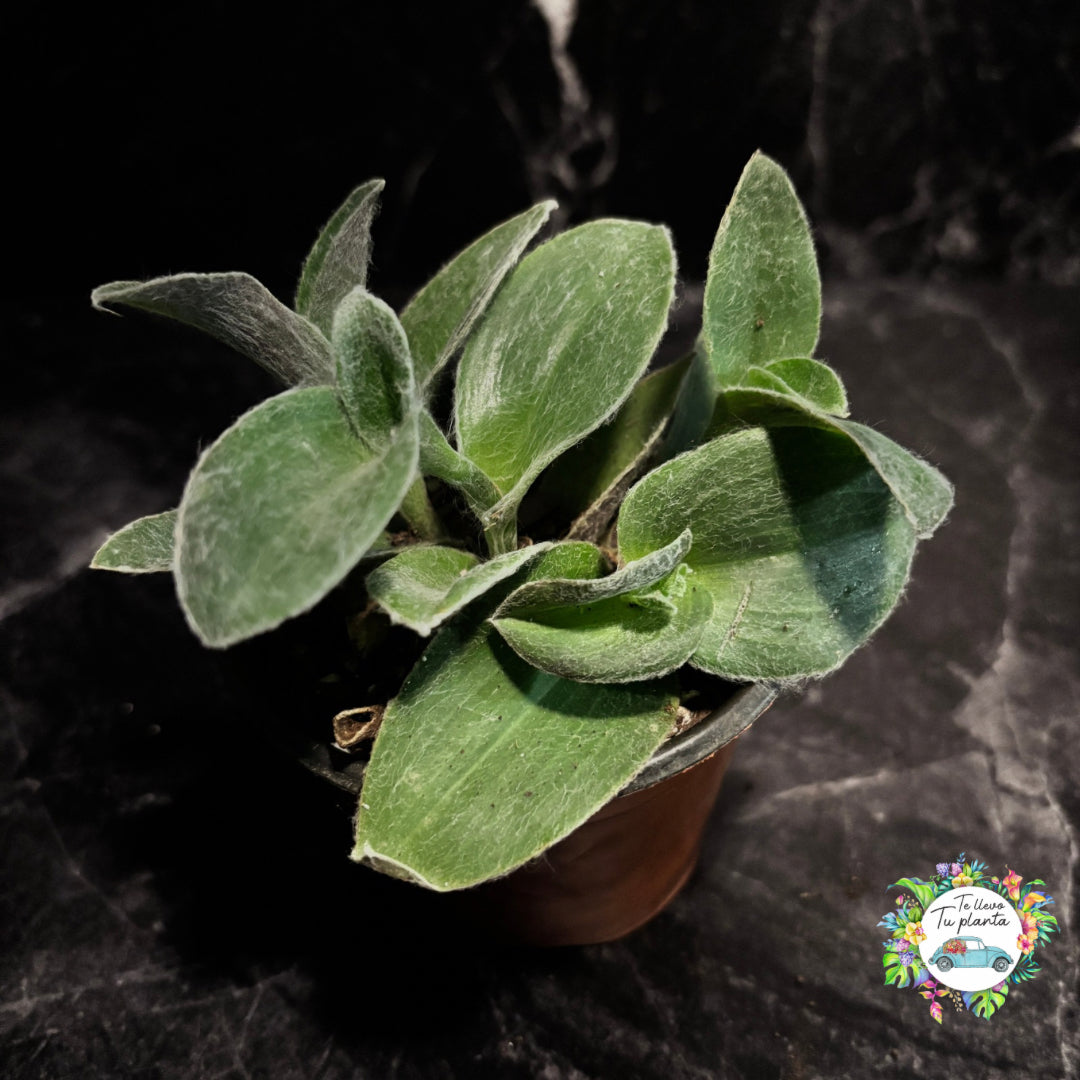 Tradescantia Sillamontana “4