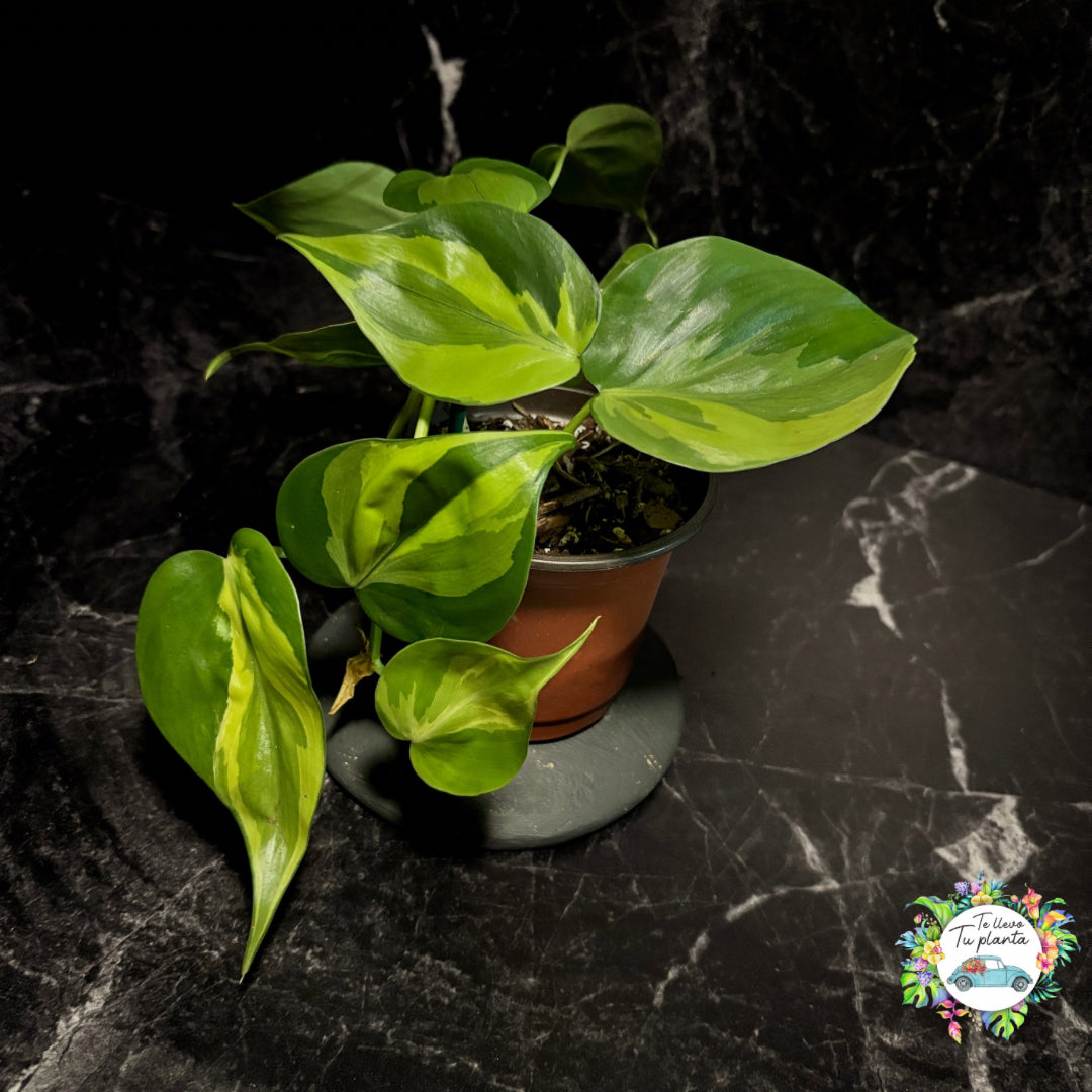 Philodendron Carnival “4