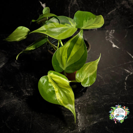 Philodendron Carnival “4