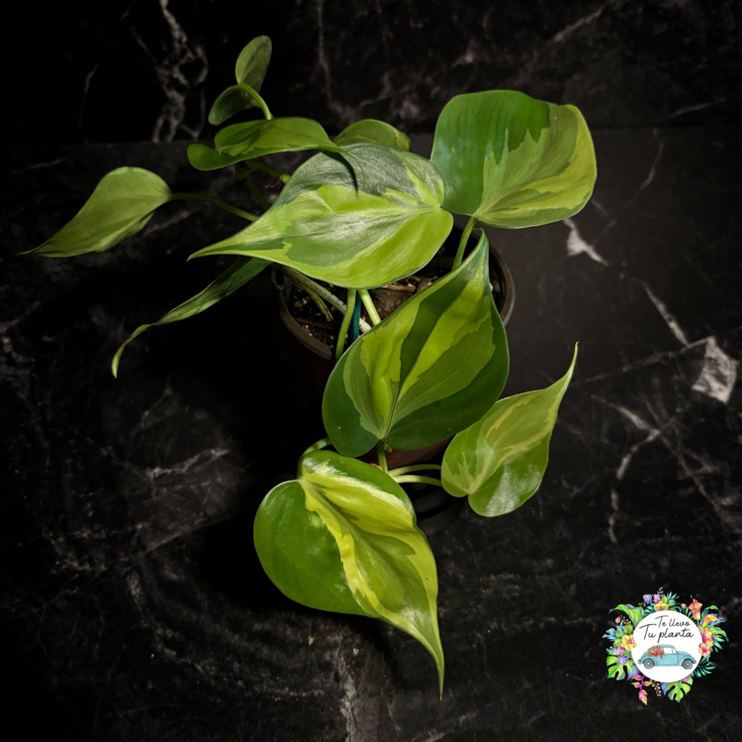 Philodendron Carnival “4