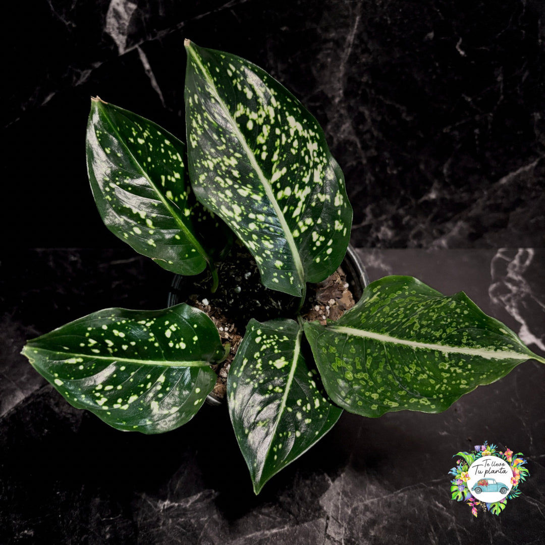 Aglaonema Costatum “5