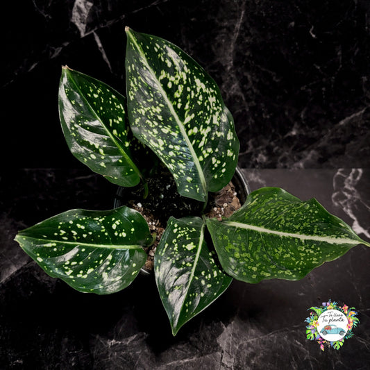 Aglaonema Costatum “5