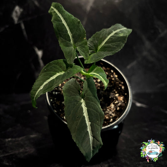Syngonium Wendlandii “5