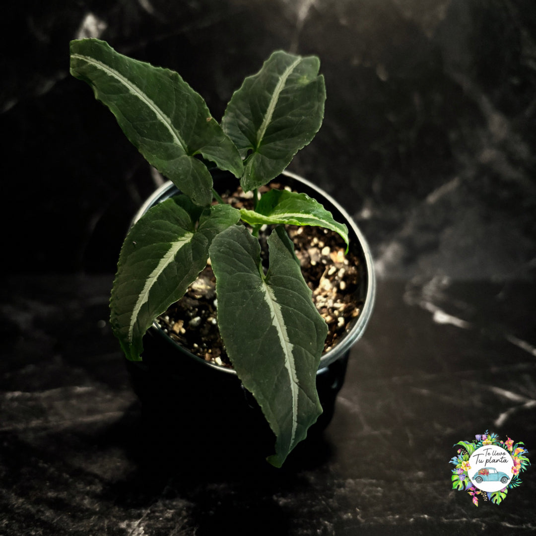Syngonium Wendlandii “5
