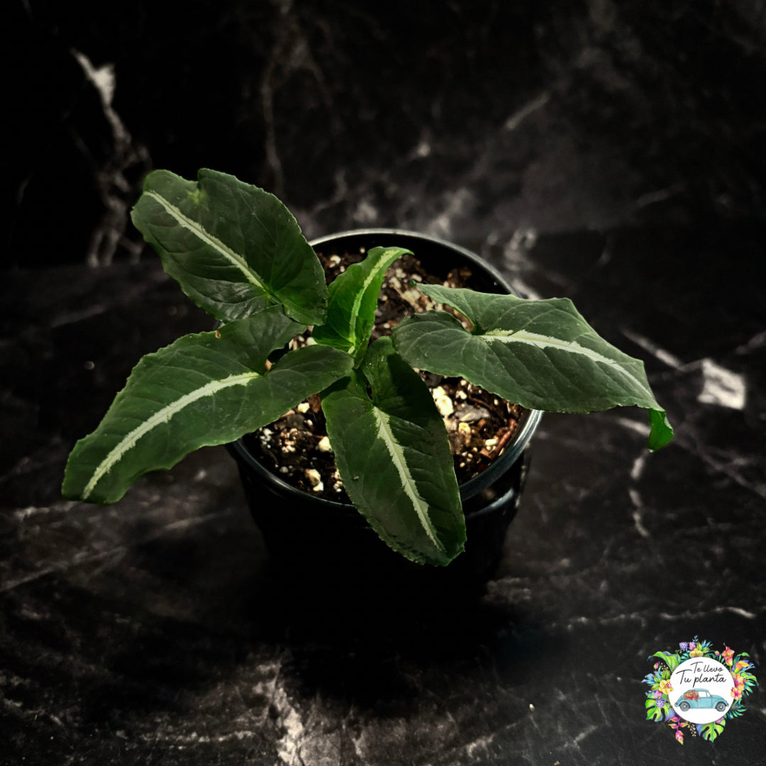 Syngonium Wendlandii “5