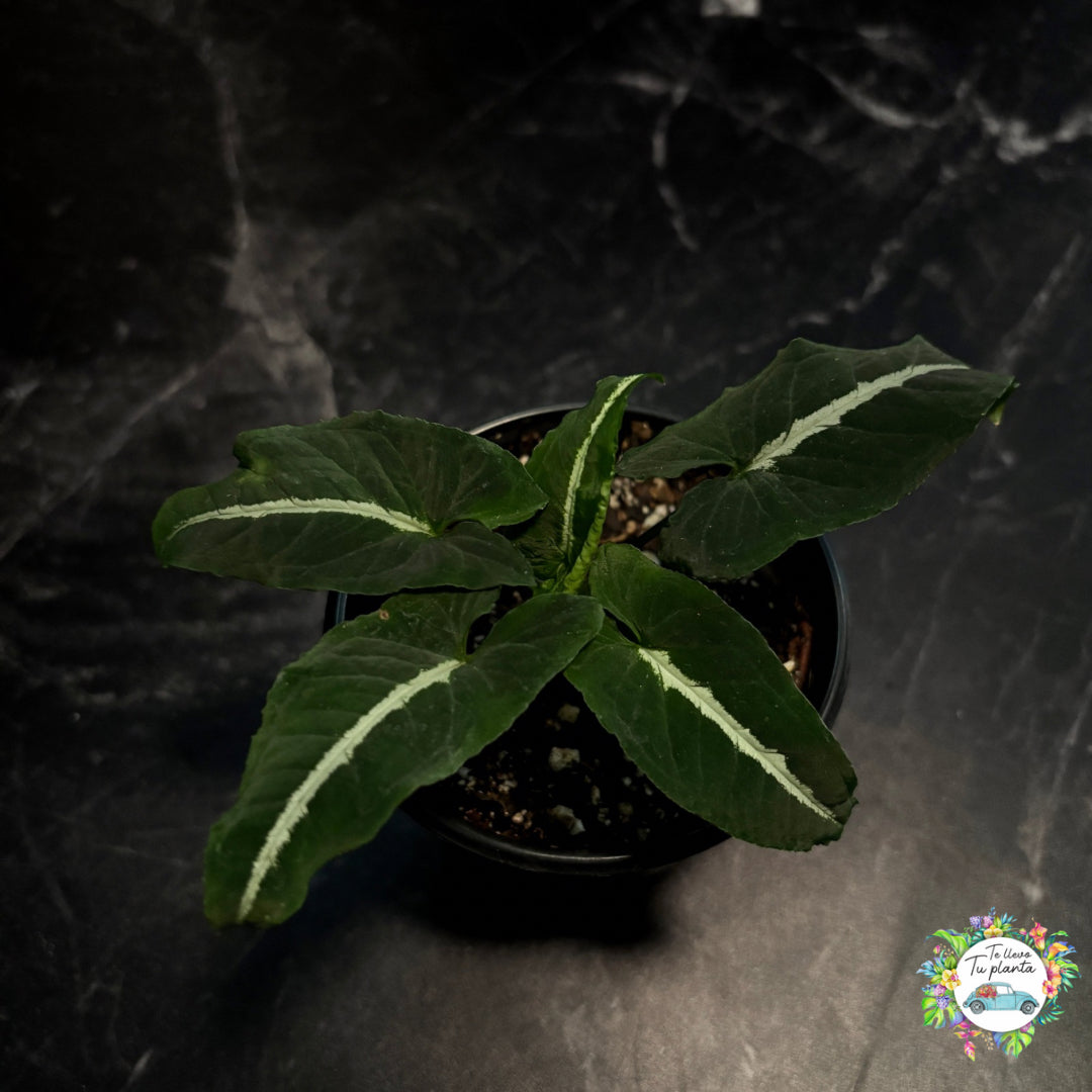 Syngonium Wendlandii “5