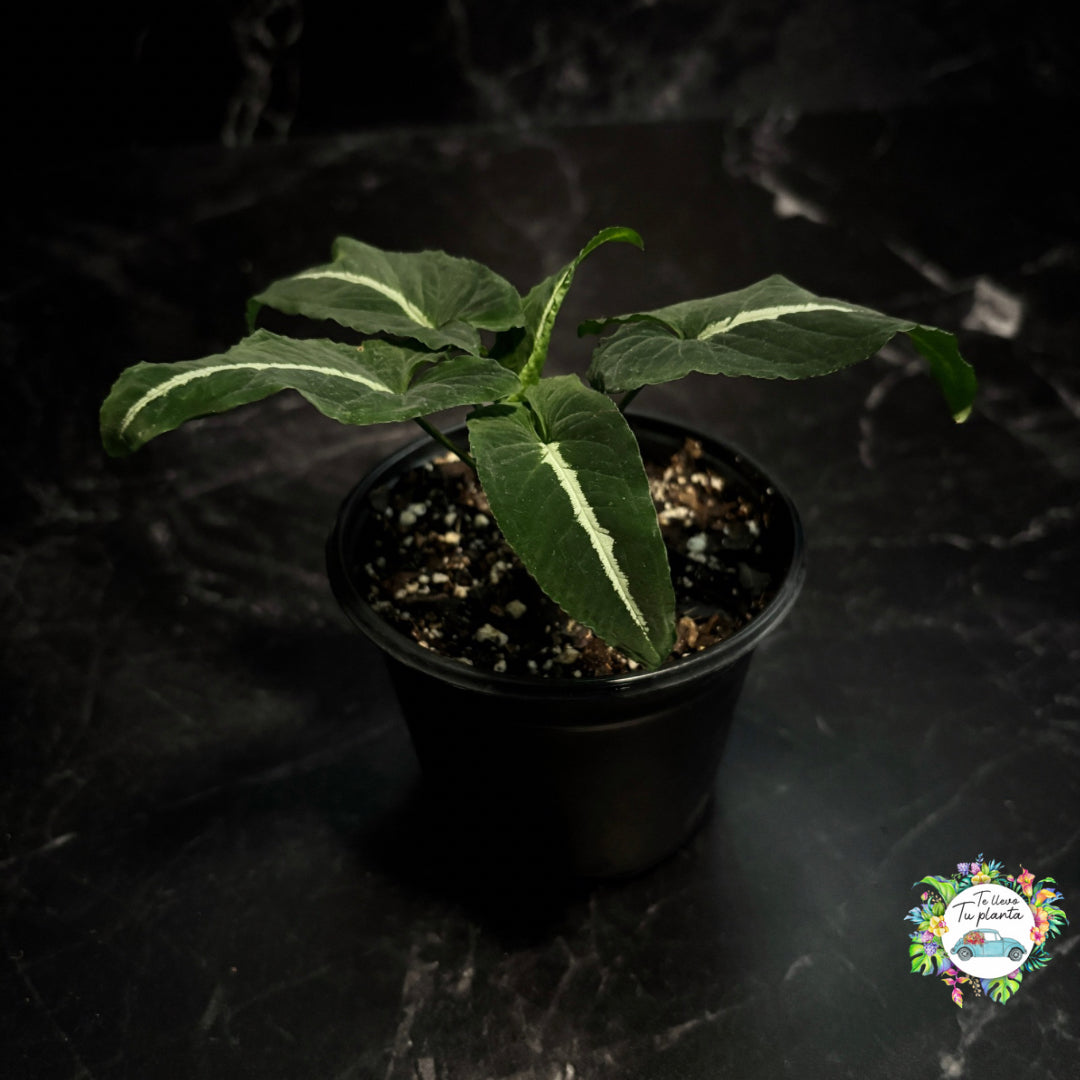 Syngonium Wendlandii “5