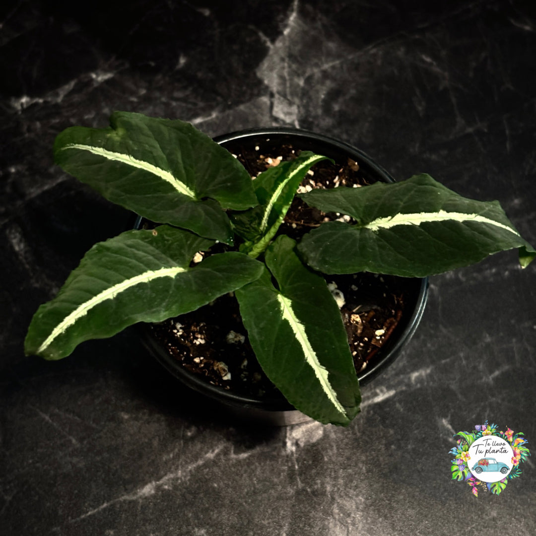 Syngonium Wendlandii “5