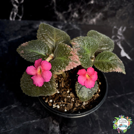 Episcia Bethlehem Pink "5