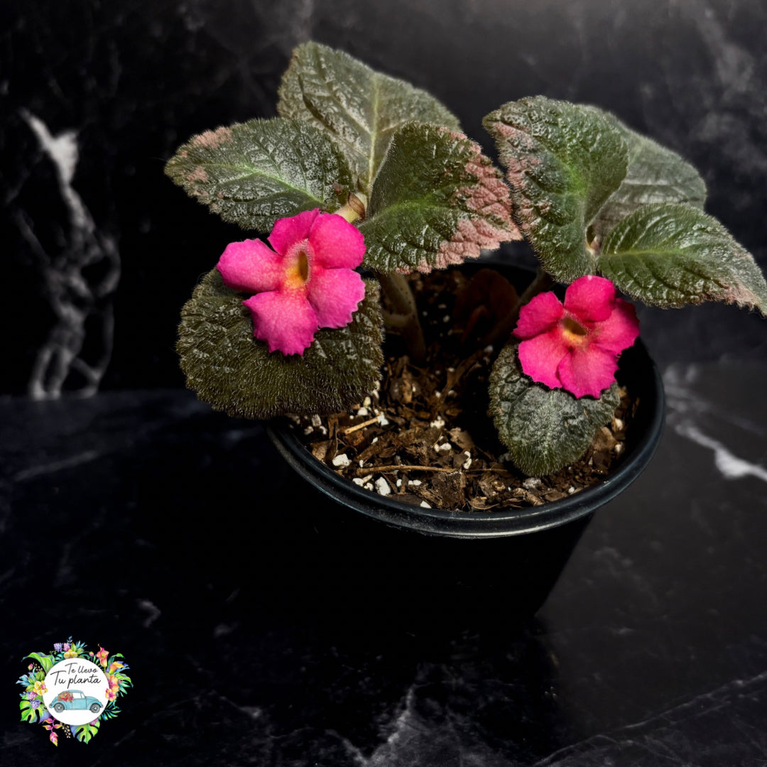Episcia Bethlehem Pink "5