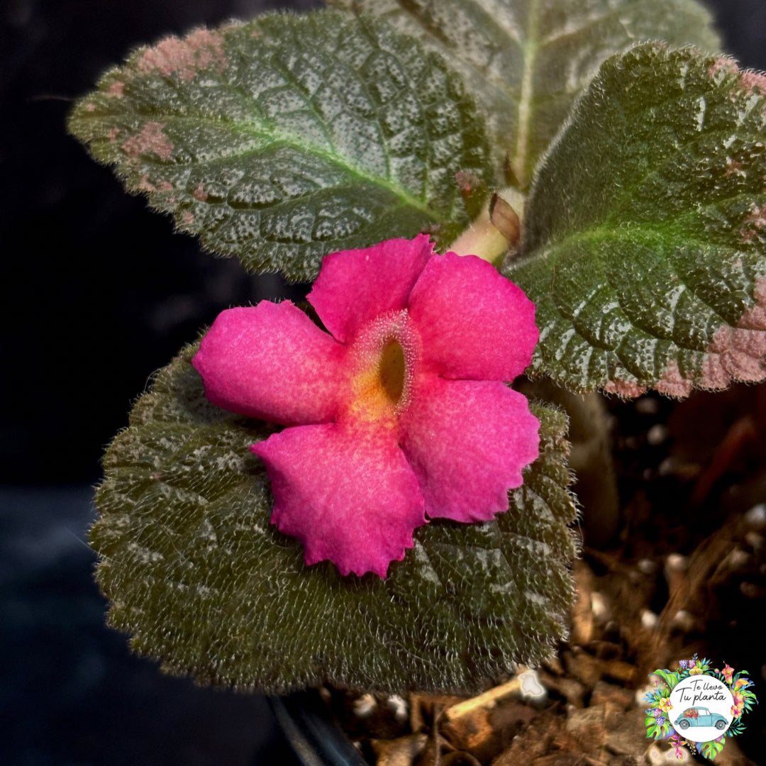 Episcia Bethlehem Pink "5