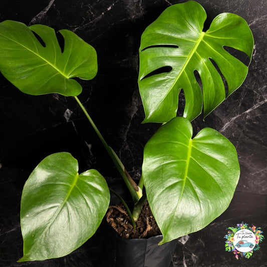 Monstera Deliciosa “10