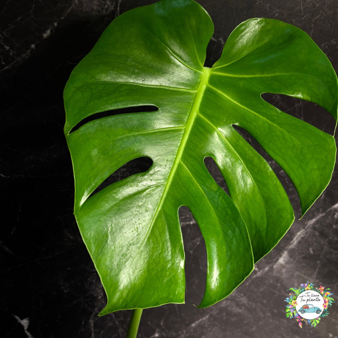 Monstera Deliciosa “10