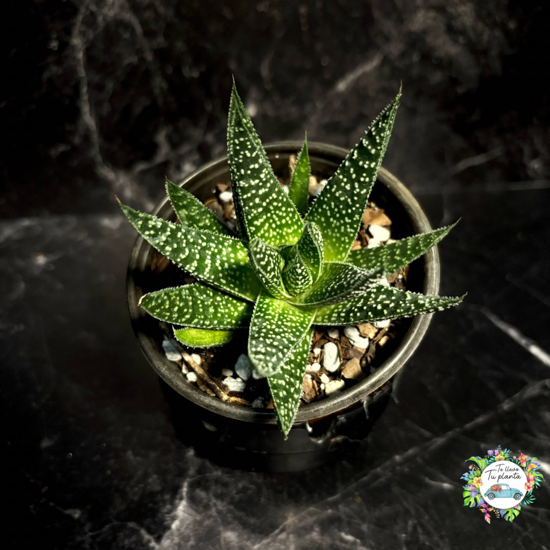Gasteraloe Beguinii “3