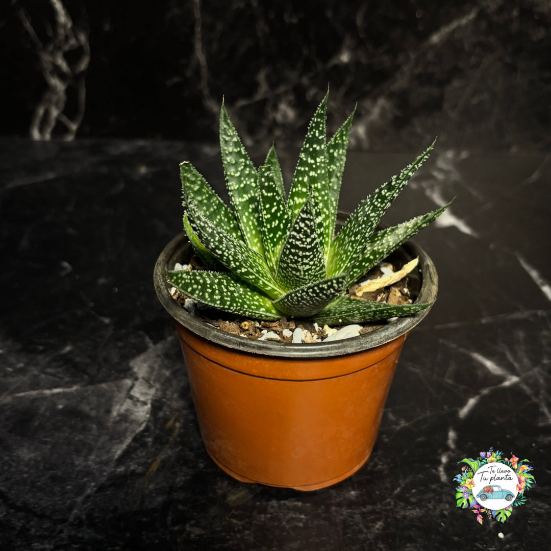 Gasteraloe Beguinii “3