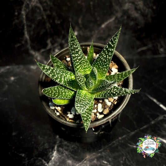 Gasteraloe Beguinii “3