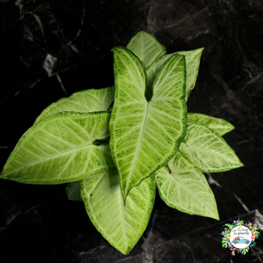 Syngonium White Butterfly “5