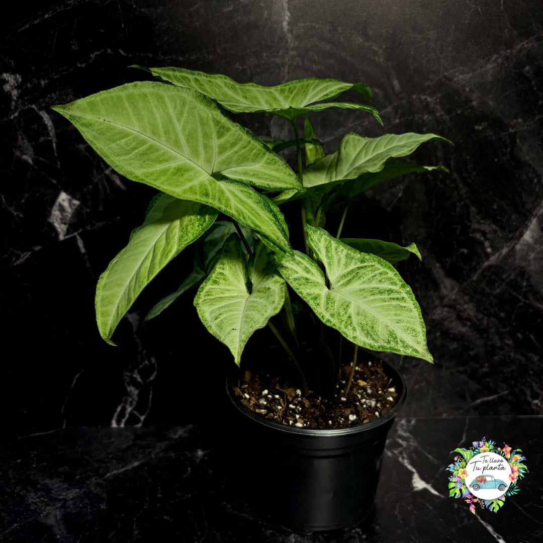 Syngonium White Butterfly “5
