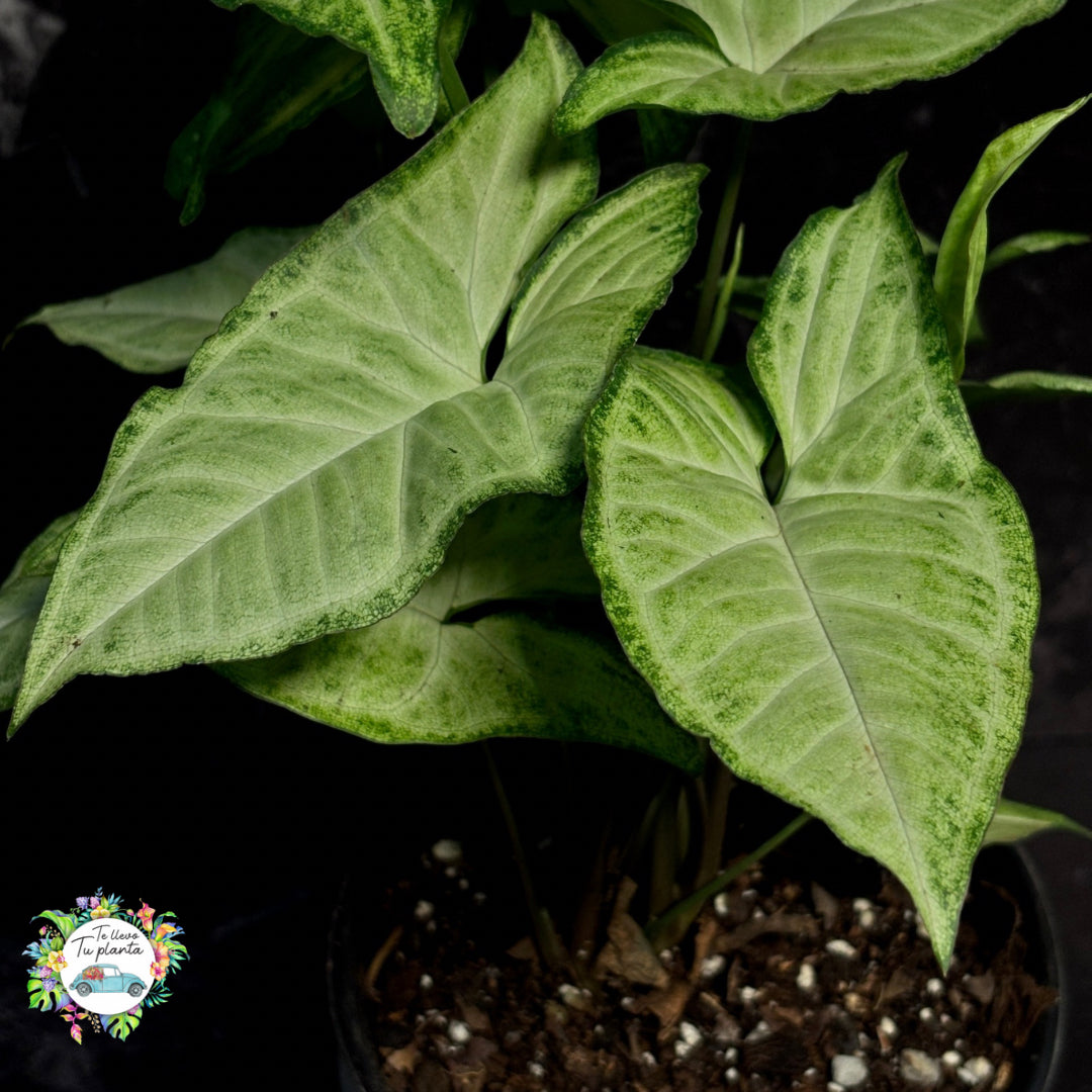 Syngonium White Butterfly “5