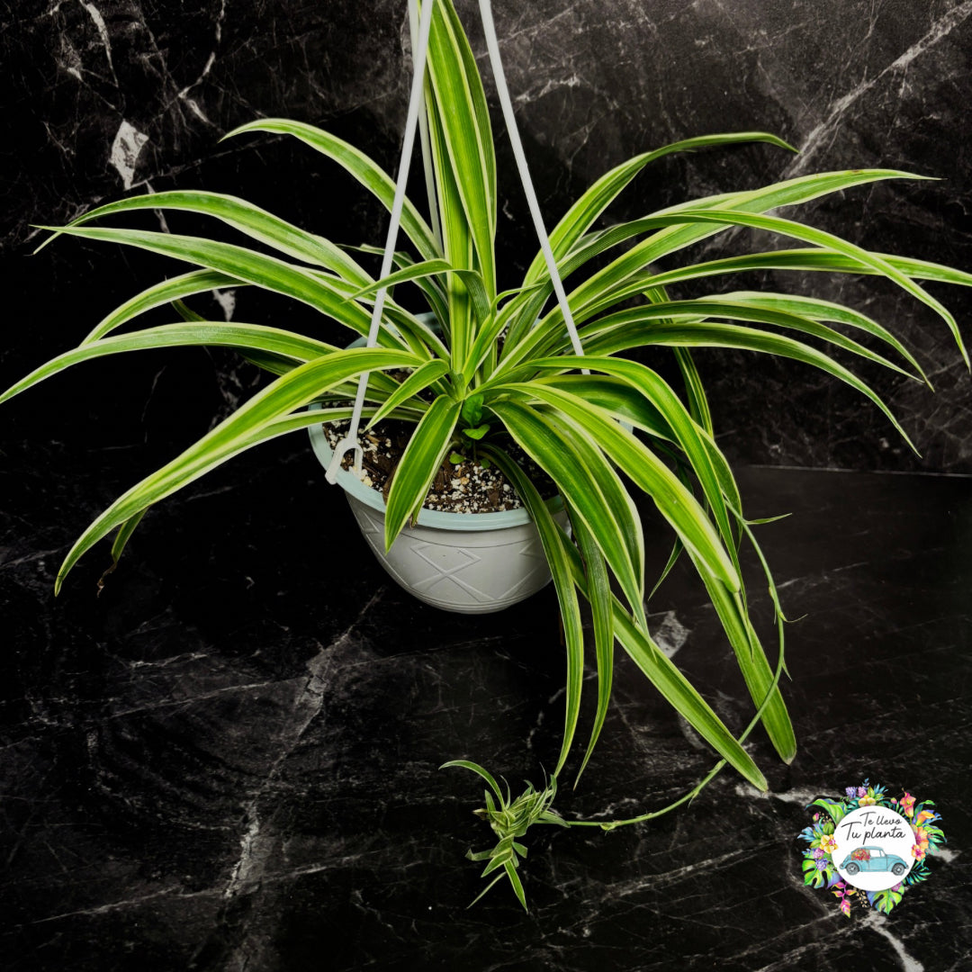 Chlorophytum Comosum “7