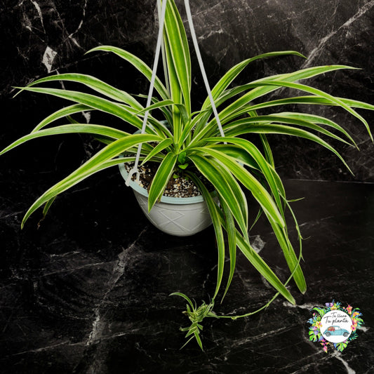 Chlorophytum Comosum “7