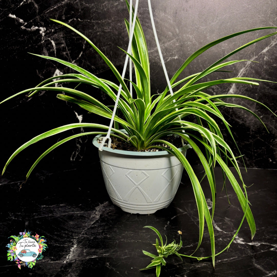Chlorophytum Comosum “7