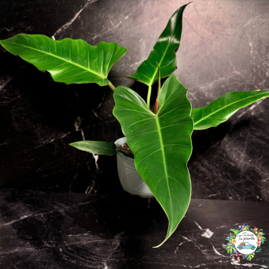 Philodendron Red Weeks “7