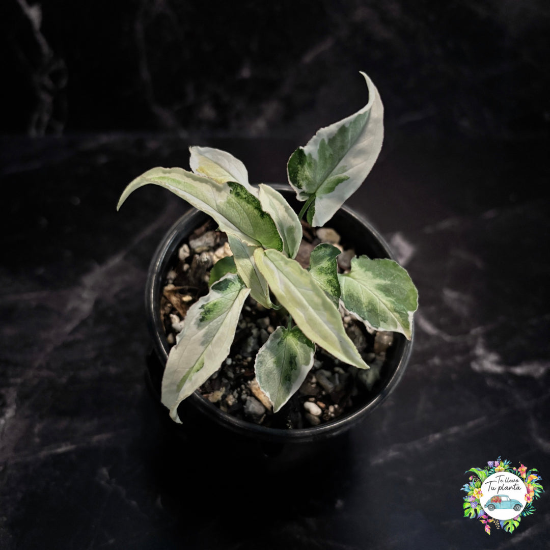 Syngonium Starlight “4
