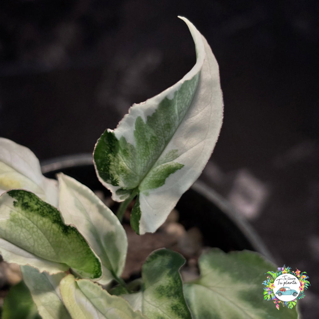 Syngonium Starlight “4