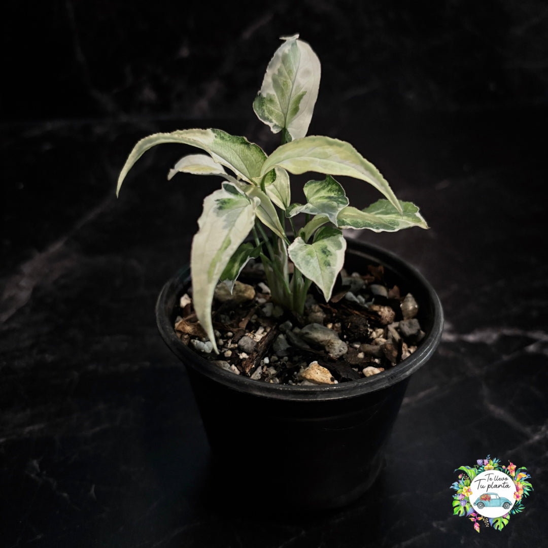 Syngonium Starlight “4