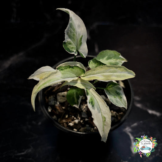 Syngonium Starlight “4