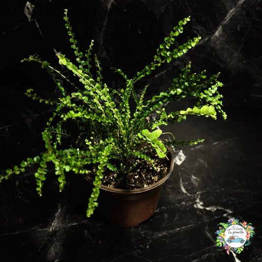 Helecho Nephrolepis Cordiflora #5 (Lemon Button)