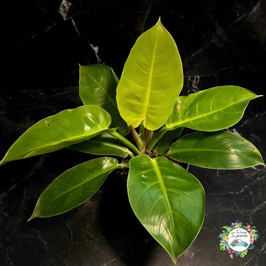 Philodendron Moonlight “6