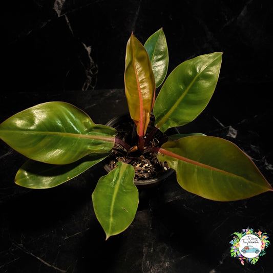 Philodendron Prince of Orange “6