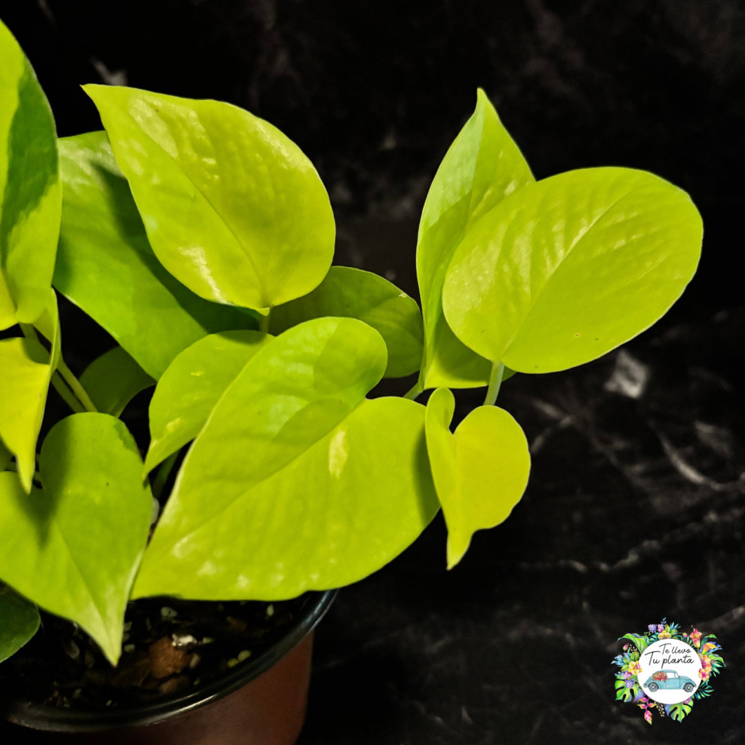 Pothos Neón | Epipremnum Aureum Neón "4