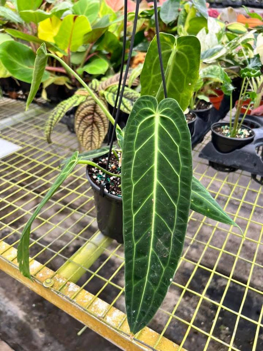 Anthurium Waroqueanum "5