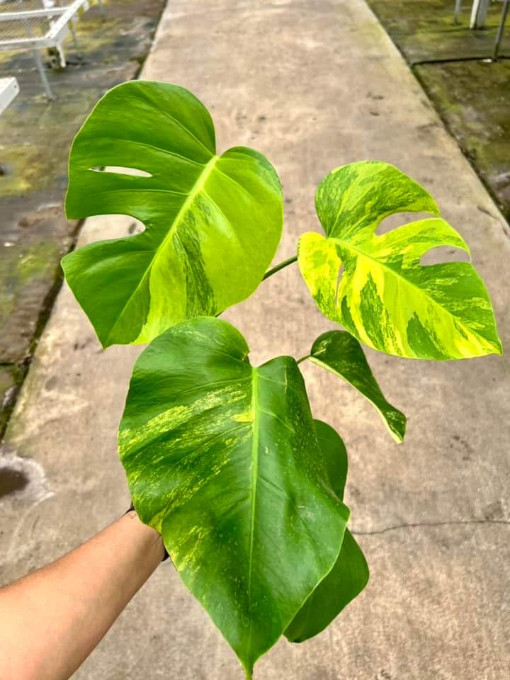 Monstera Deliciosa Aurea "6