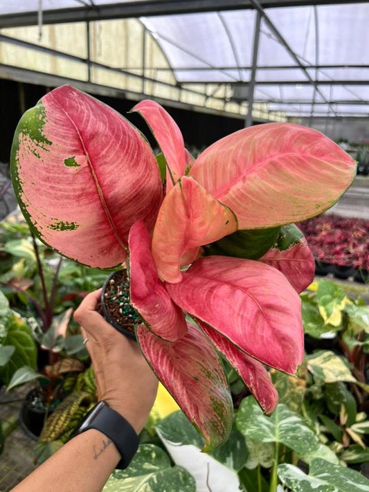 Aglaonema Hello Kitty “4