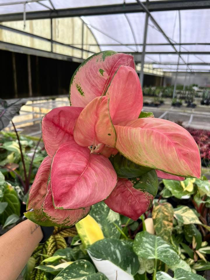 Aglaonema Hello Kitty “4