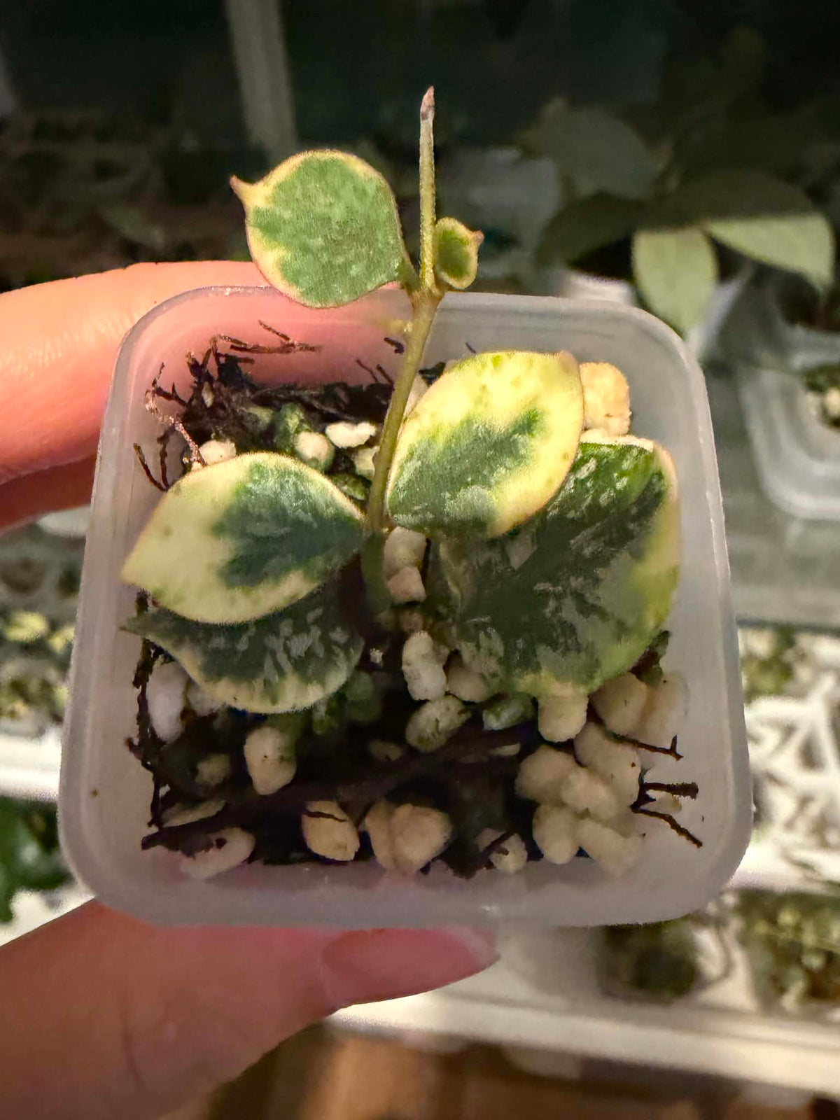 Hoya Curtisii Albo “3 (chica)