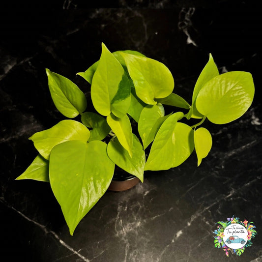 Pothos Neón | Epipremnum Aureum Neón "4