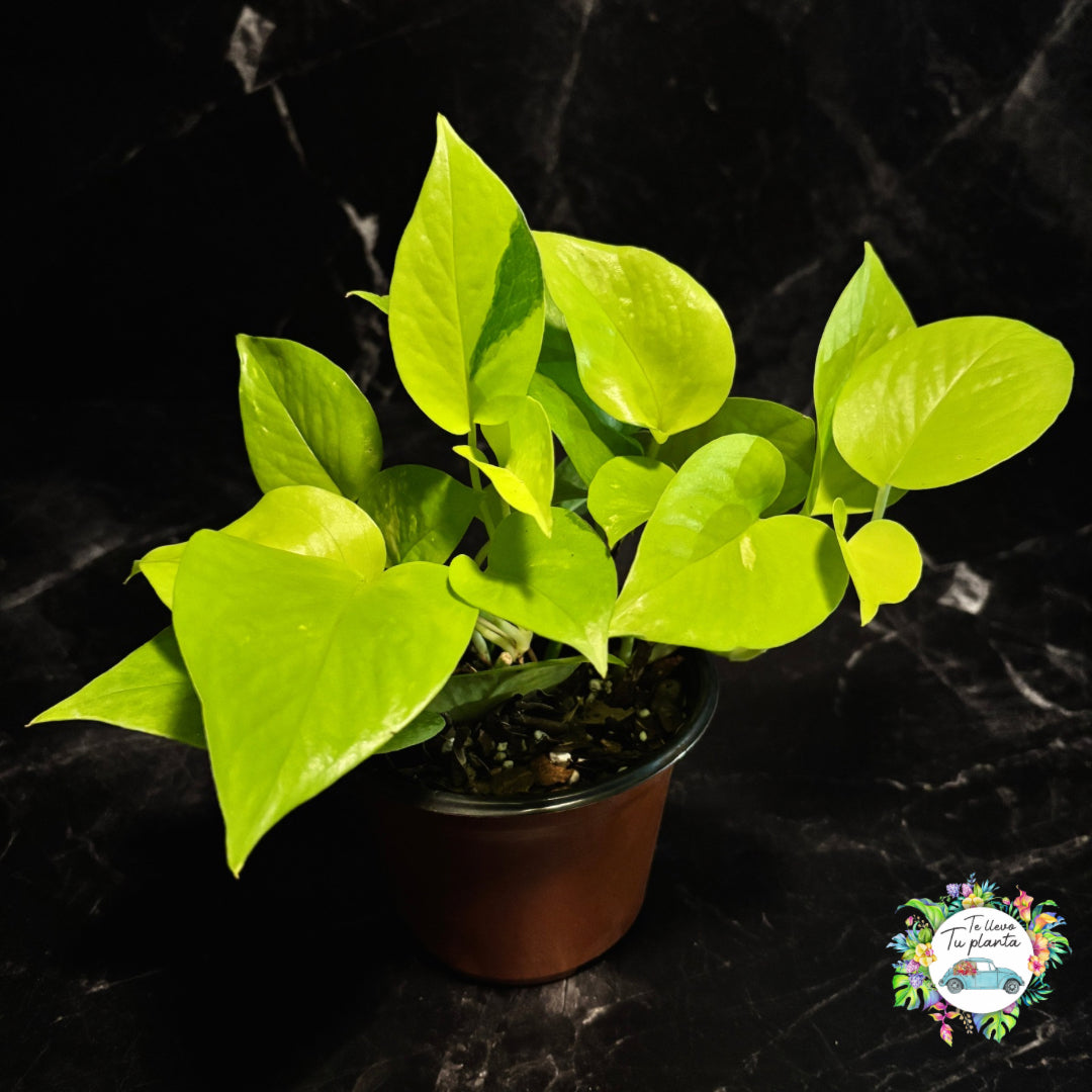 Pothos Neón | Epipremnum Aureum Neón "4
