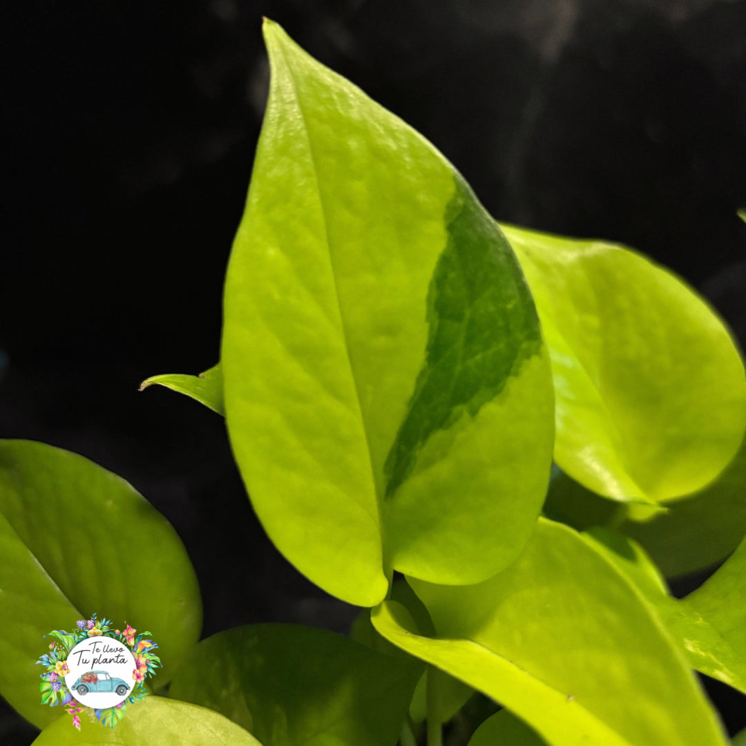 Pothos Neón | Epipremnum Aureum Neón "4