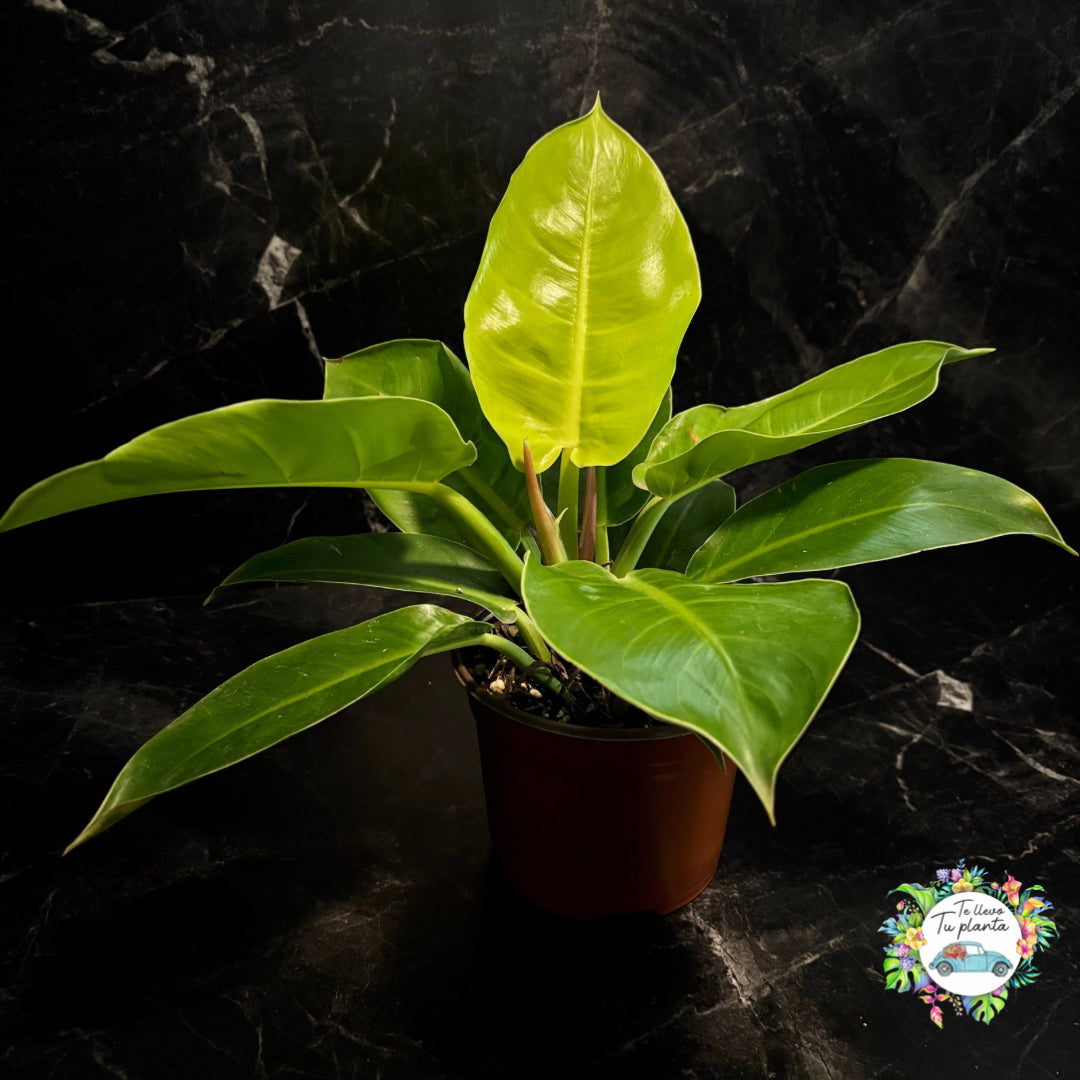 Philodendron Moonlight “6