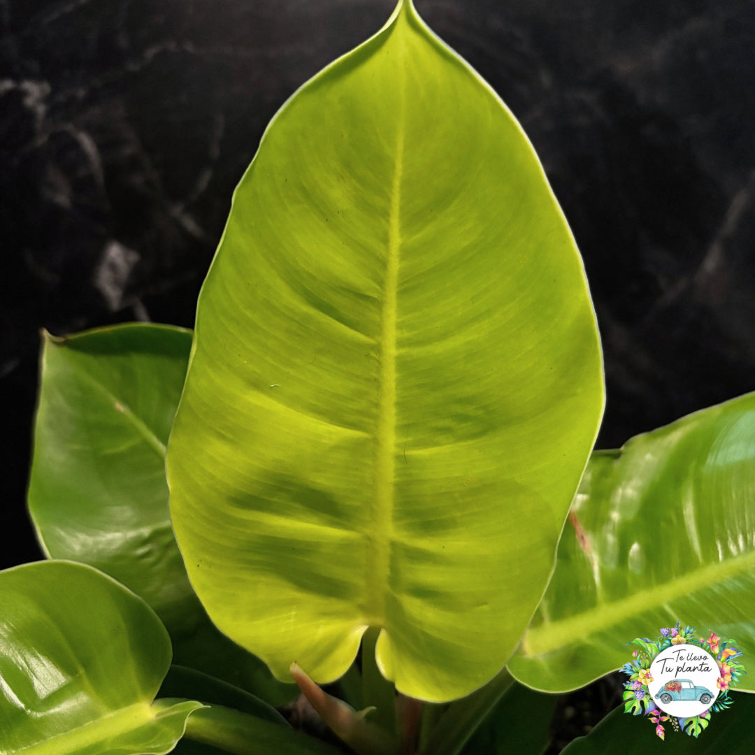 Philodendron Moonlight “6