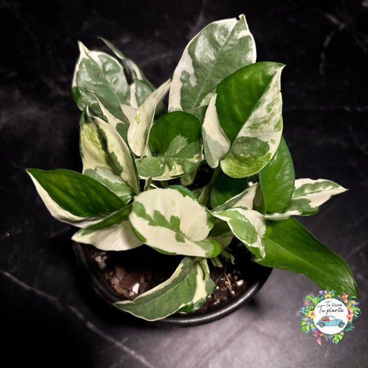 Pothos Glacier | Epipremnum Aureum Glacier  "5